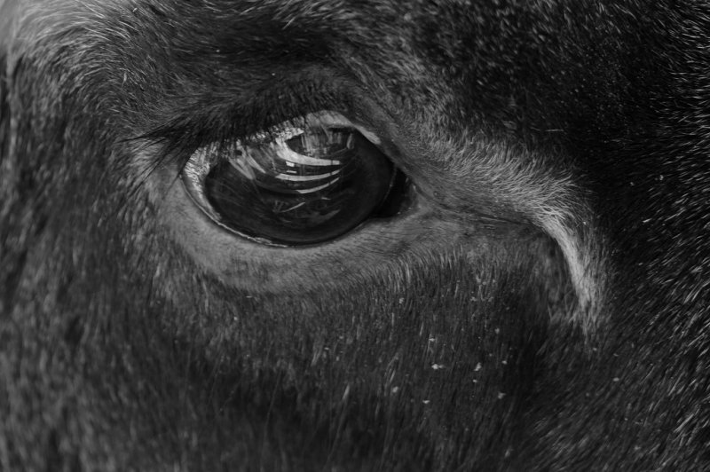 DSC01498 - In a Moose's Eye