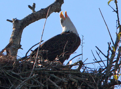 The Cry of the American Bald Eagle