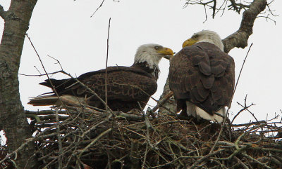 Great American Bald Eagles Communicating