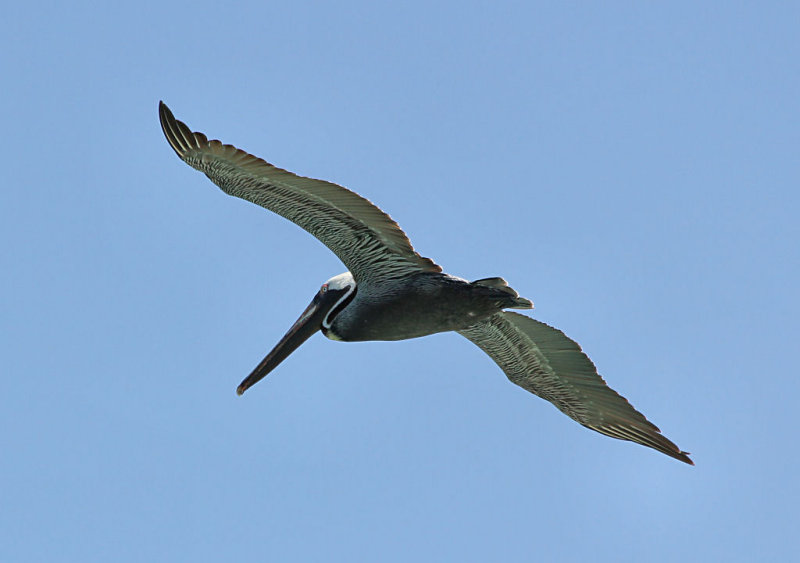 Pelican.