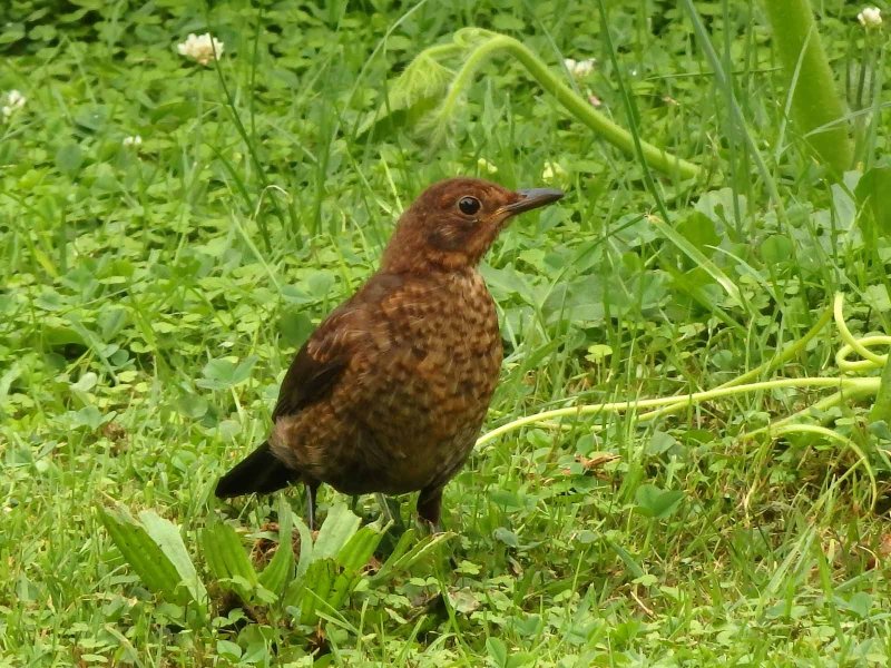 Song Thrush 2