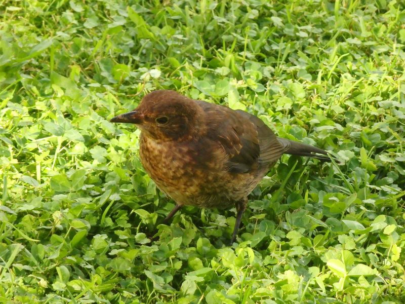 Song Thrush 4