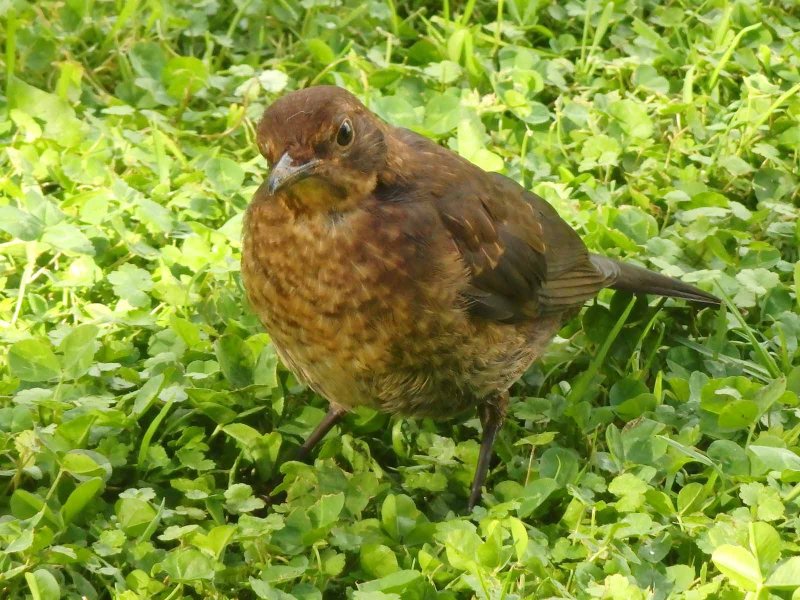 Song Thrush 5