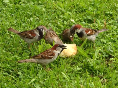 Sparrows 6
