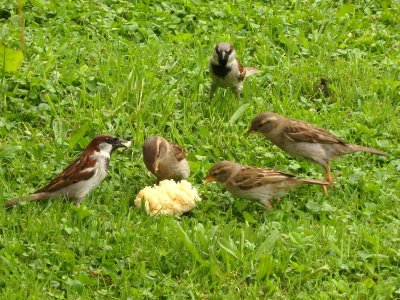Sparrows 7