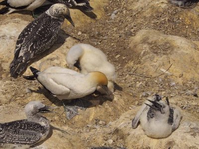 Gannets 7