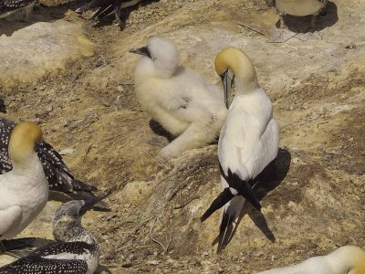 Gannets 8