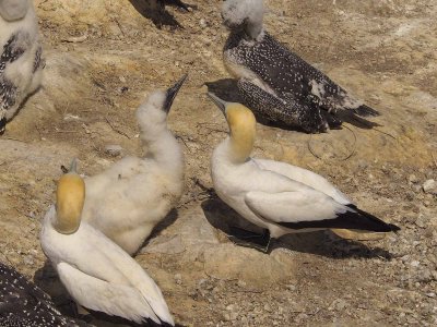 Gannets 9