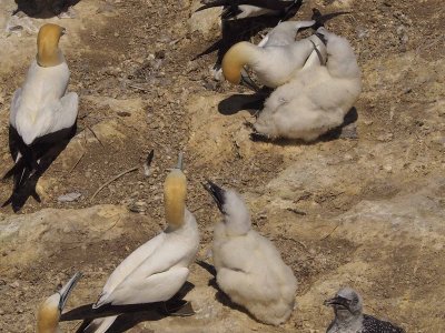 Gannets 11