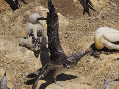 Gannets 13