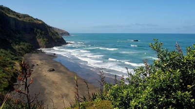 Muriwai Beach Gannets Summer 2019