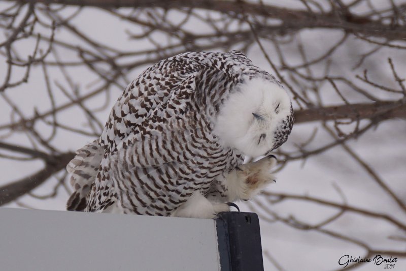 Harfang des neiges (Snowy Owl)