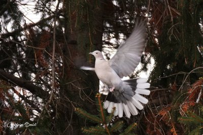 Tourterelle turque (Eurasian Collared-Dove)