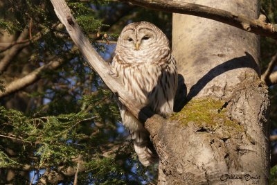 Chouette raye (Barred Owl)