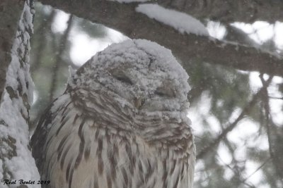 Chouette raye (Barred Owl)