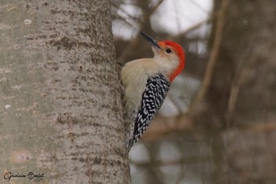 Pic  ventre roux (Red-bellied Woodpecker)