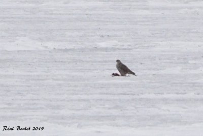Faucon gerfaut (Gyrfalcon)