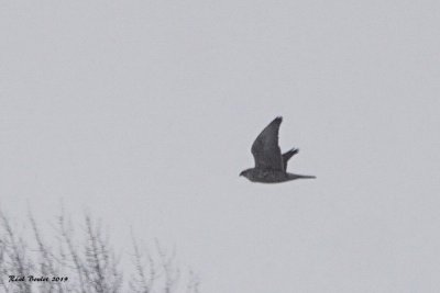 Faucon gerfaut (Gyrfalcon)