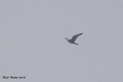 Faucon gerfaut (Gyrfalcon)