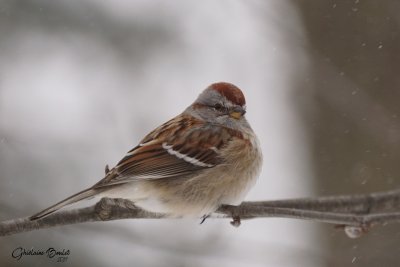 Bruant hudsonnien (American Tree Sparrow)