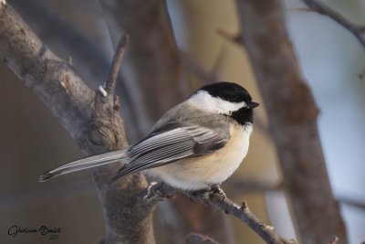 Msange  tte noire (Black-capped Chickadee)