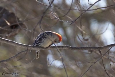 Pic  ventre roux (Red-bellied Woodpecker)