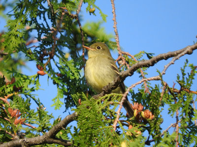 Yellow-bellied Flycatcher