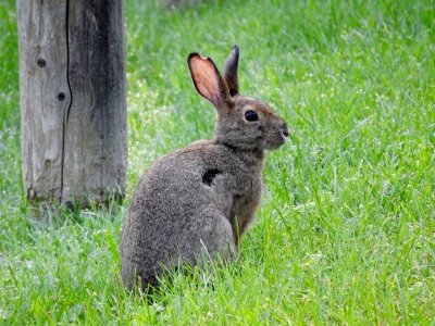 Snowshoe Hare