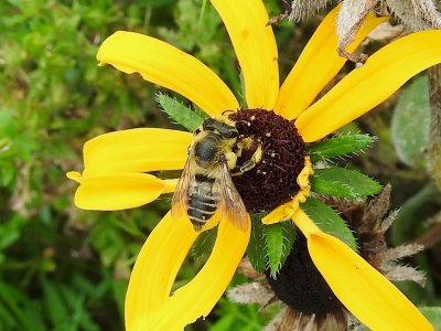 Broad-handed Leafcutter (Megachile latimanus)