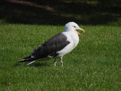 Great Black-backed Gull