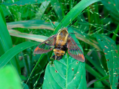 Snowberry Clearwing (Hemaris diffinis) <br>Hodges #7855
