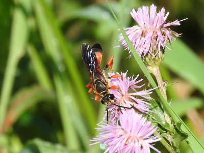 Great Golden Digger Wasp (Sphex ichneumoneus)