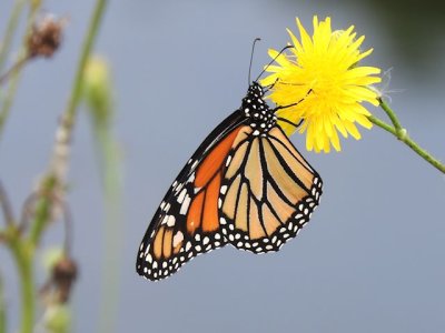 Monarch (Danaus plexippus)