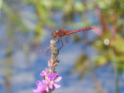 Saffron-winged Meadowhawk (Sympetrum costiferum)