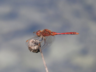 Saffron-winged Meadowhawk (Sympetrum costiferum)