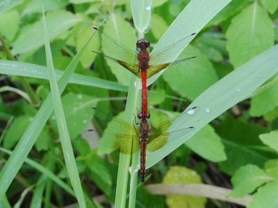 Band-winged Meadowhawk (Sympetrum occidentale)