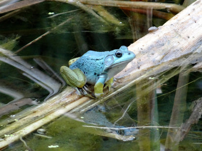 Axanthic Green Frog (Rana clamitans)