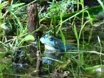 Axanthic Green Frog (Rana clamitans)