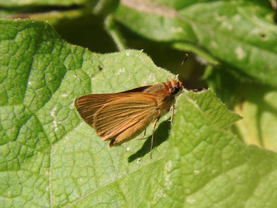 Delaware Skipper (Anatrytone logan)