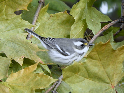 Black-throated Gray Warbler