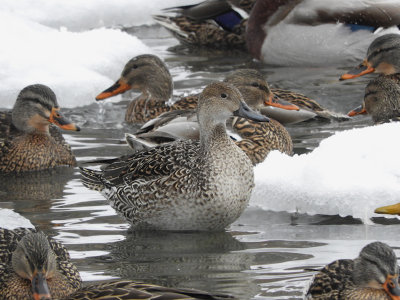 Northern Pintail