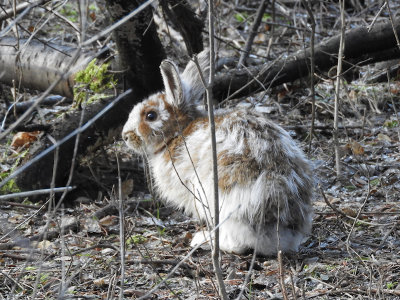 Snowshoe Hare