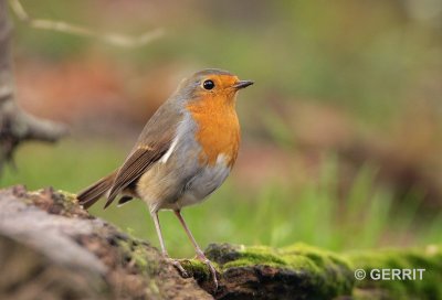 Roodborst
