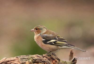 Vink