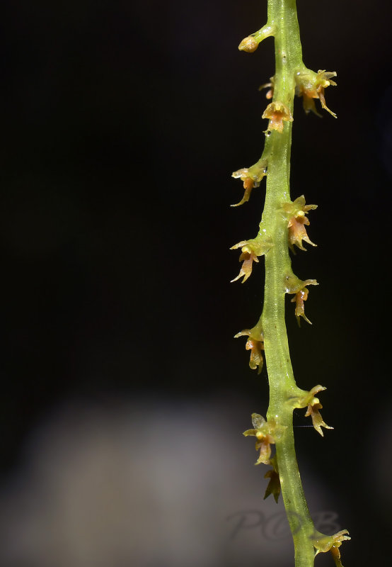 Oberonia rufilabris close