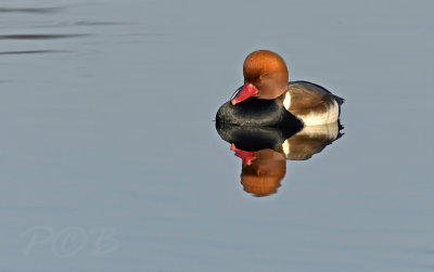 Netta rufina male