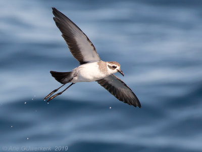 Bont Stormvogeltje - White-faced Storm Petrel - Pelagodroma marina