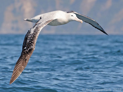 Grote Albatros - Wandering Albatross - Diomedea exulans