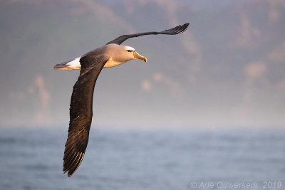 Salvins Albatros - Salvin's Albatross - Thalassarche salvini