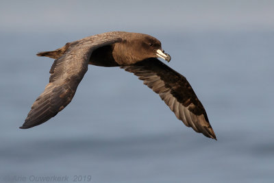 Westlandstormvogel - Westland Petrel - Procellaria westlandica